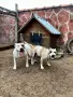 Питбул. Pitbull, снимка 6