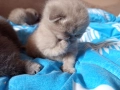 Британски котенца , снимка 7