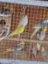 Вълнисти папагали и Корели , снимка 6