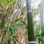 100 Семена от гигантски бамбук Moso Bambo градински горски декоративни растения за дома и двора бамб, снимка 1