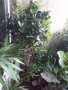Многогодишен зелен храст Euonymus japonicus, снимка 10