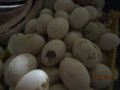 зайци и патeшки яйца, снимка 10