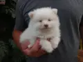 Кученце померан, снимка 1