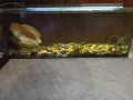 Аквариум - 60 литра, снимка 1