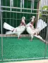 Въртеливи гълъби, снимка 3
