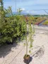 Плачеща върба, Salix Integra Pendula, снимка 6