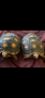 Продавам сухоземни костенурки, снимка 1 - Костенурки - 44525367