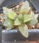Хавортия (Haworthia City Life), вкоренено сукулентно растение, снимка 1 - Стайни растения - 41477139