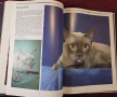 Енциклопедия на котките / The Encyclopedia of Cats, снимка 8