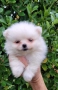 Померан-мини шпиц!!!, снимка 2