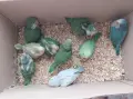 ръчно хранени папагали монах , снимка 3
