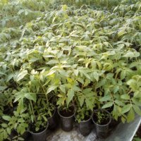Разсади домати,пипер,краставици,тиквички,марули,патладжан,дини,пъпеши и др, снимка 5 - Разсади - 44265605