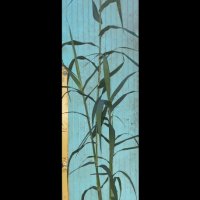 Гигантска тръстика, Arundo donax, декоративни, бързорастящи,жив плет, снимка 11 - Градински цветя и растения - 25635982