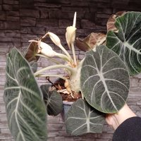 Цъфнала Alocasia Black Velvet , снимка 2 - Стайни растения - 44200114