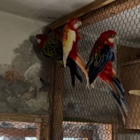 Продавам папагали розели- Рубино , снимка 3 - Папагали - 40256349