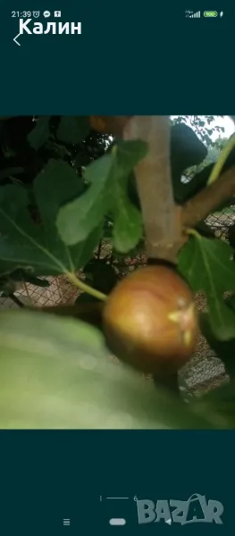 ранна смокиня, снимка 1