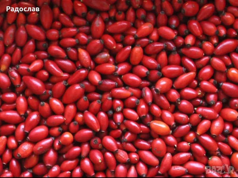 Шипки пресни плод,билки,витамини, чай, снимка 1