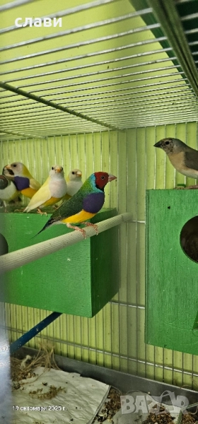 гулдови амадини , снимка 1