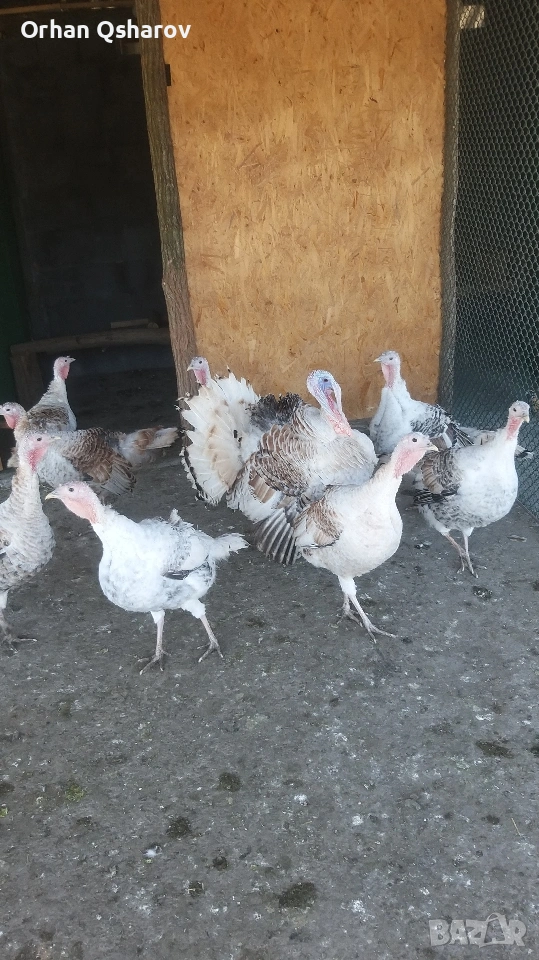 Продавам оплодени яйца от селски пуйки. , снимка 1