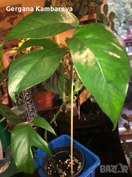 Epipremnum pinnatum Baltic Blue , снимка 1