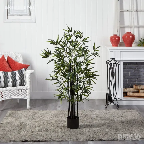 60 бр. ЧЕРНИ бамбукови семена - Phyllostachys nigra  Издръжлив рядък вид вечнозелен черен бамбук, снимка 1