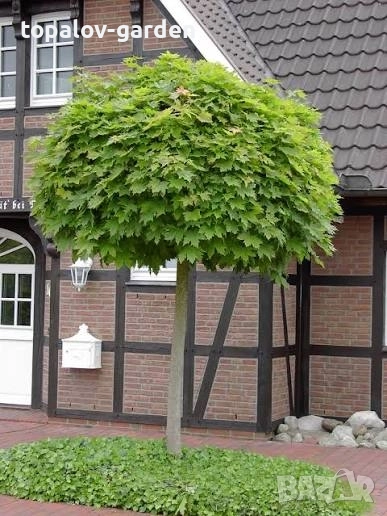 Acer platanoides Globosum Кълбовиден Шестил Явор (присадка) , снимка 1