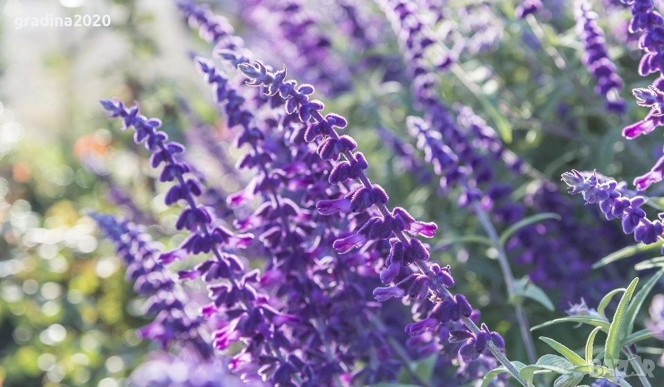 Салвия – растение с аромат и лечебна сила, снимка 1