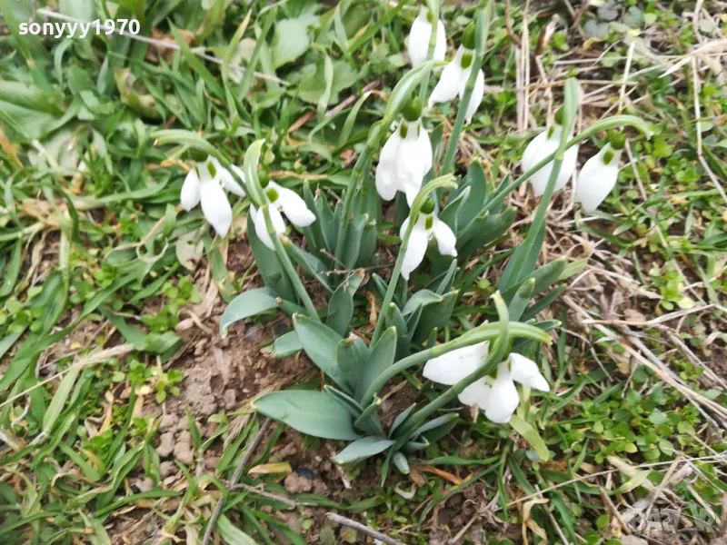 ГРЪМ ЛУКОВИЦИ С КОКИЧЕТА 1002250748, снимка 1