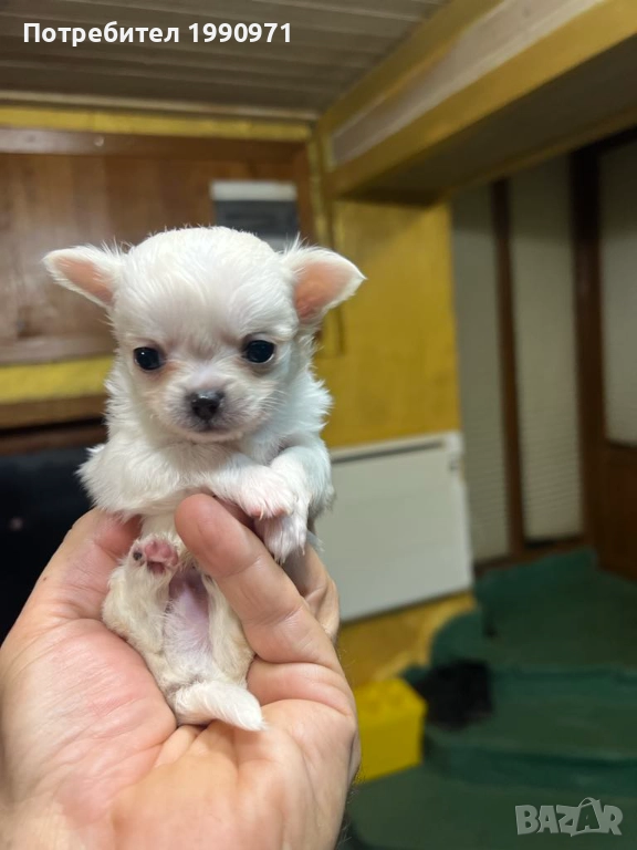 Мъжко мини чихуахуа, снимка 1