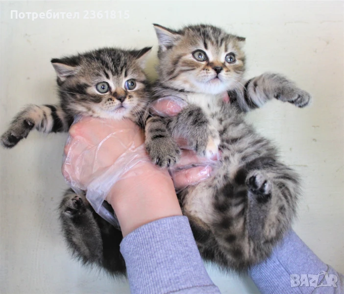 Златни британски табита, снимка 1