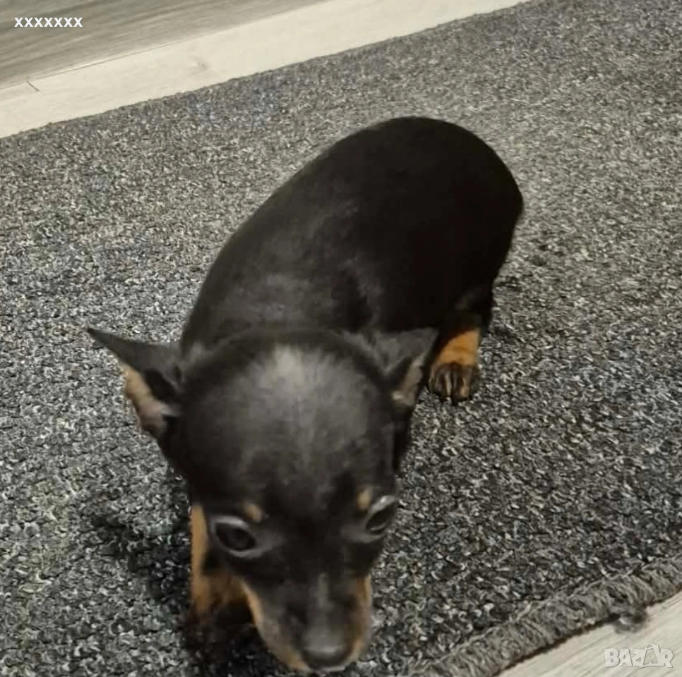 мини пинчер мини пинчер , снимка 1