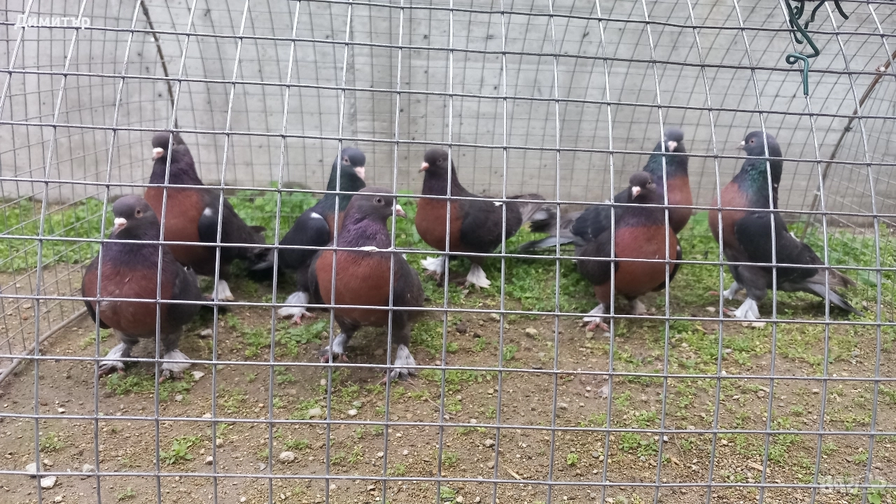 Продавам гълъби Миро може и бартер , снимка 1