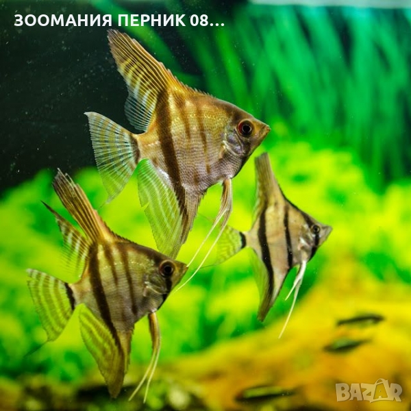 Декоративни рибки - Риби Скаларии - СкаларияПЕРНИК, снимка 1