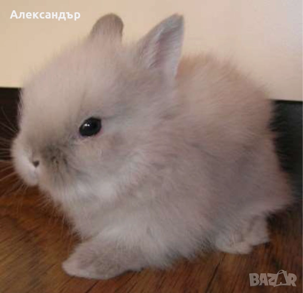 Зайче, снимка 1