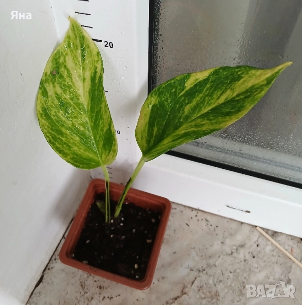 Епипремнум Хиколор , снимка 1