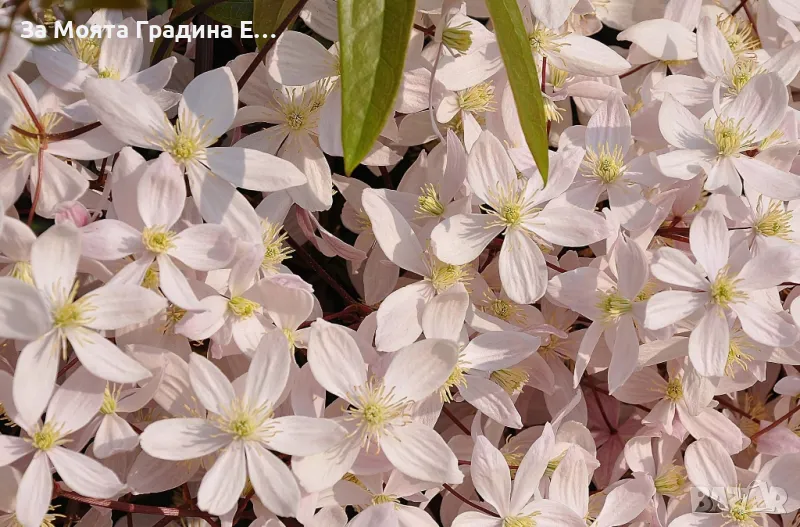 Клематис 2 сорта , снимка 1