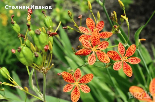 Домашна/китайска перуника (ирис, беламканда), леопардова лилия (Iris domestica (Belamcanda chinensis, снимка 1