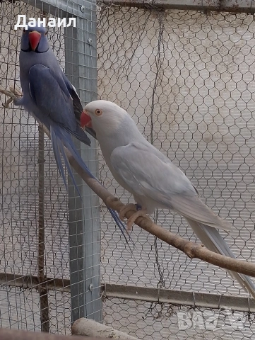 Малък Александър -чифт, снимка 5 - Папагали - 53559918
