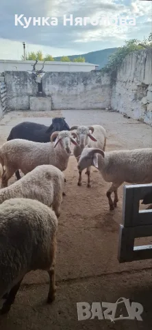 Продавам мъжки шишета, снимка 4 - Овце - 51152827