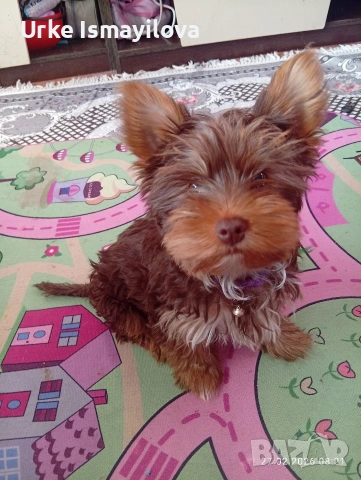 Йоркширски териер , снимка 2 - Йоркширски териер - 53641485