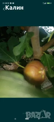 ранна смокиня