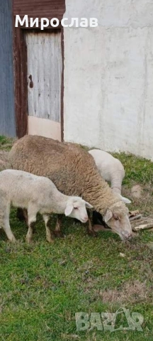 Продавам овца с агне, снимка 6 - Овце - 53862709