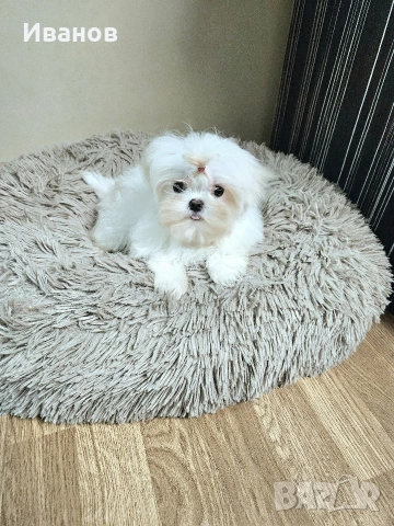 Мини малтийска болонка , снимка 4 - Болонка - 53686634