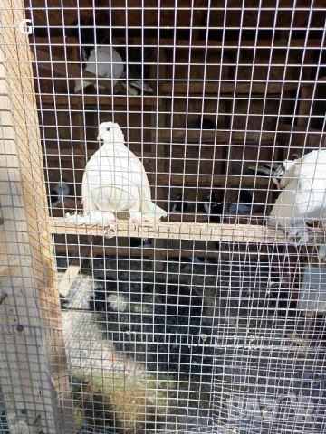 Гълъби различни видове 