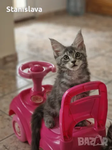 котенца Мейн Куун, снимка 15 - Мейн кун - 55670869
