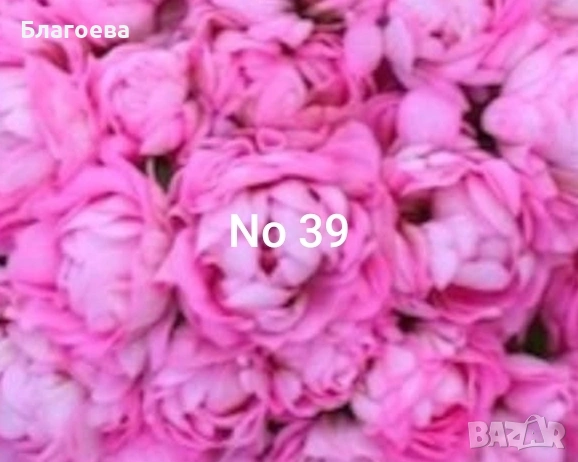 Комплект вкоренени резници Мушкато 7 бр - 6 цвята, снимка 2 - Стайни растения - 44395633