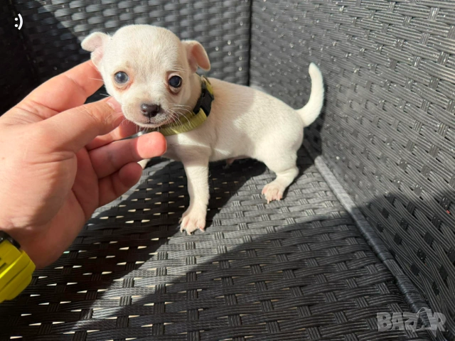 Чипхупинчер Актуално от 5.3.2026