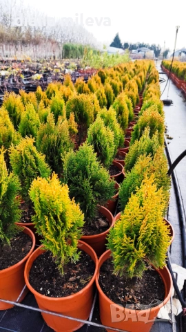 Източната туя Ауреа Нана, Thuja orientalis ‘Aurea Nana’, снимка 11 - Градински цветя и растения - 46569102