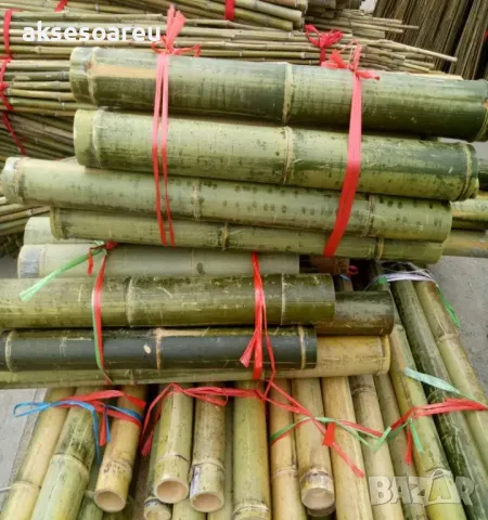 Нови семена бамбук Moso Bambo декоративни растения за дома бамбуков разсад за украса и декорация, снимка 17 - Сортови семена и луковици - 48995335