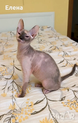 синеока женска Донски сфинкс с родословие, снимка 4 - Сфинксове - 52281360